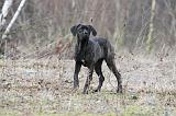 CANE CORSO 790